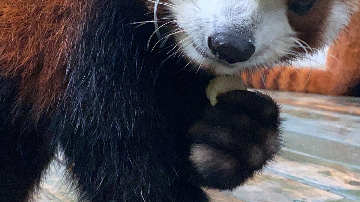 Chengdu Panda Base