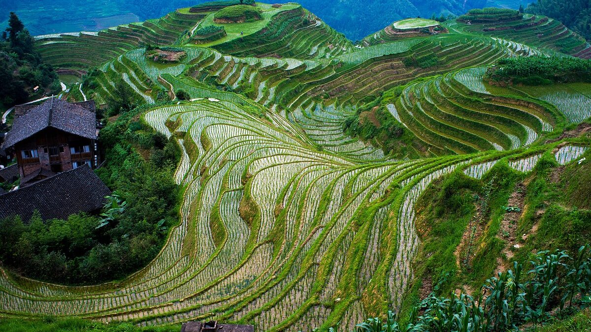Longji Rice Terraces в сезон зелени