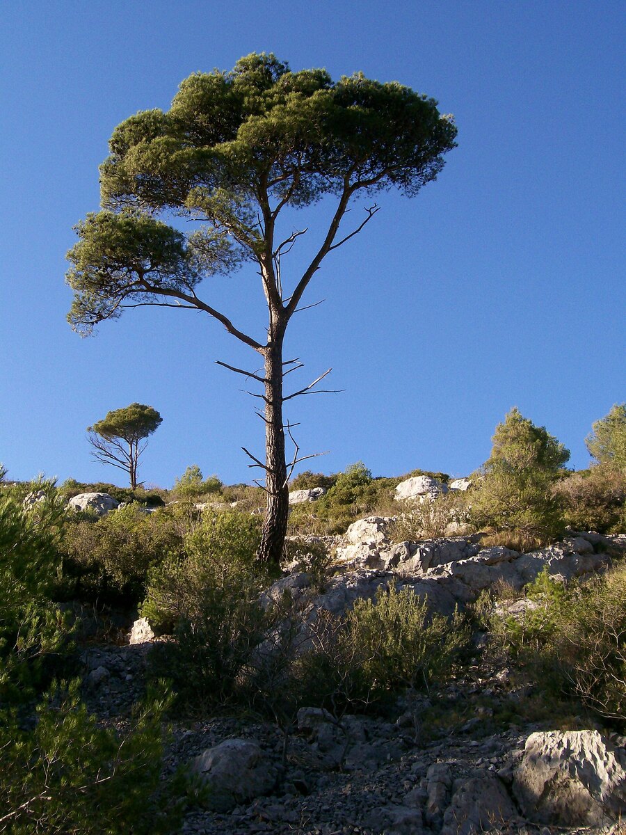 Calanques National Park и природные ограничения