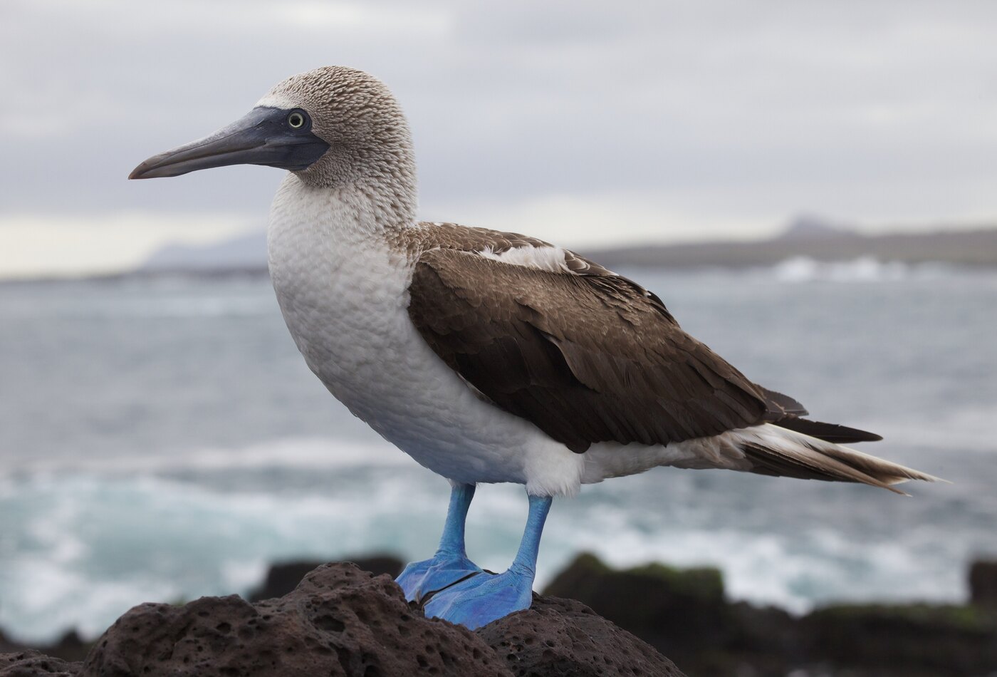 Santa Cruz Galapagos entry planning