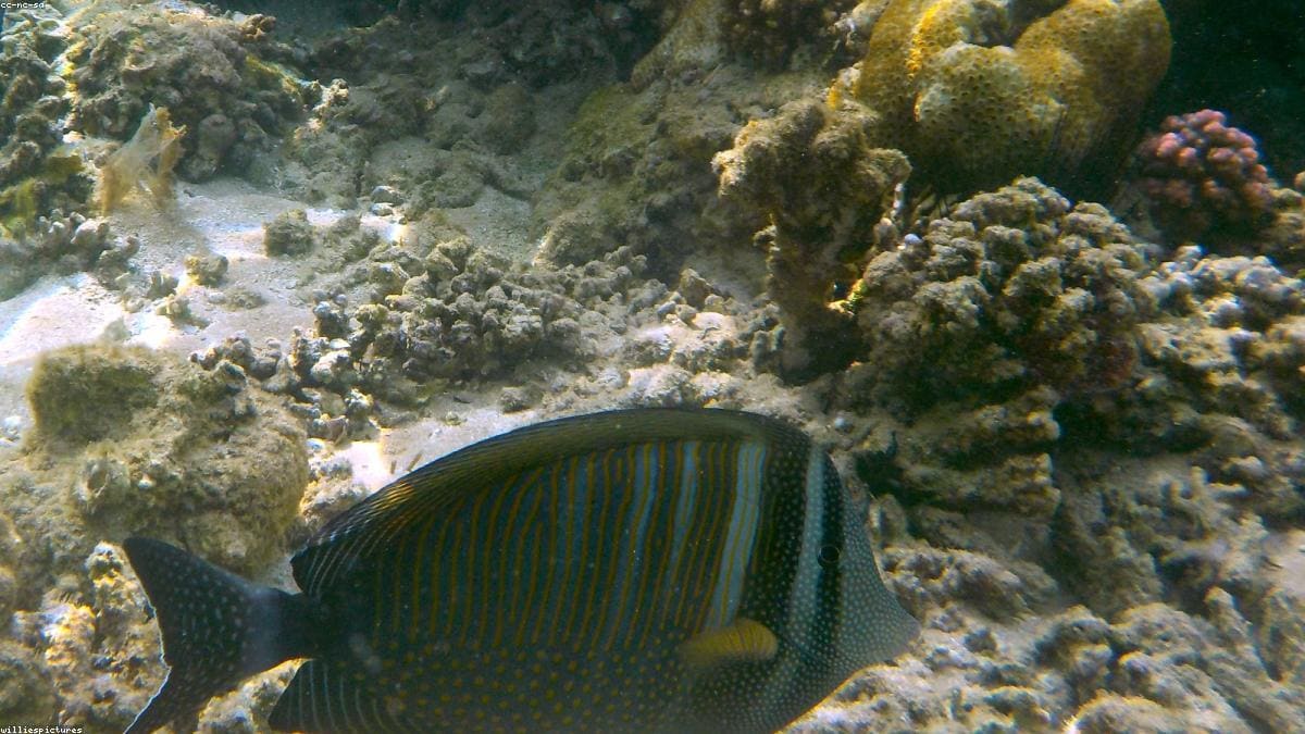 Красное море: Orange Bay и Giftun Islands