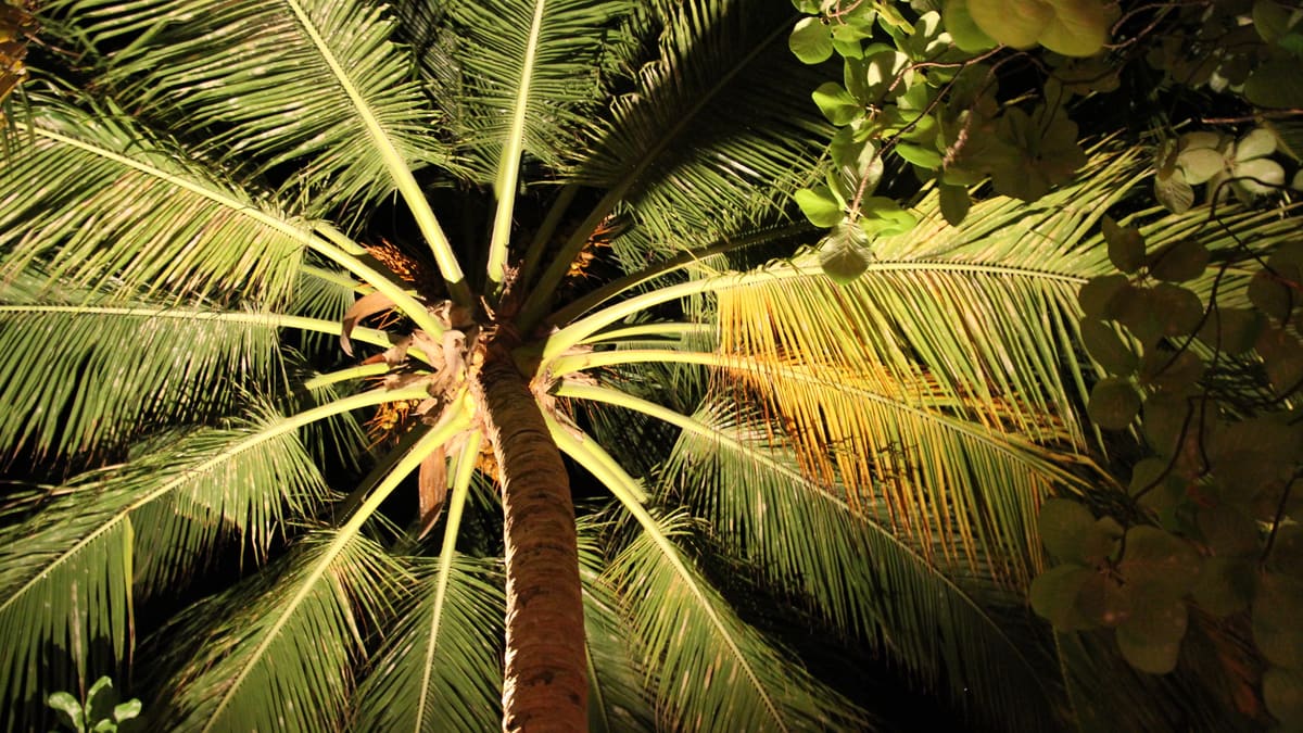 Вся страна: Baa Atoll и Hanifaru Bay