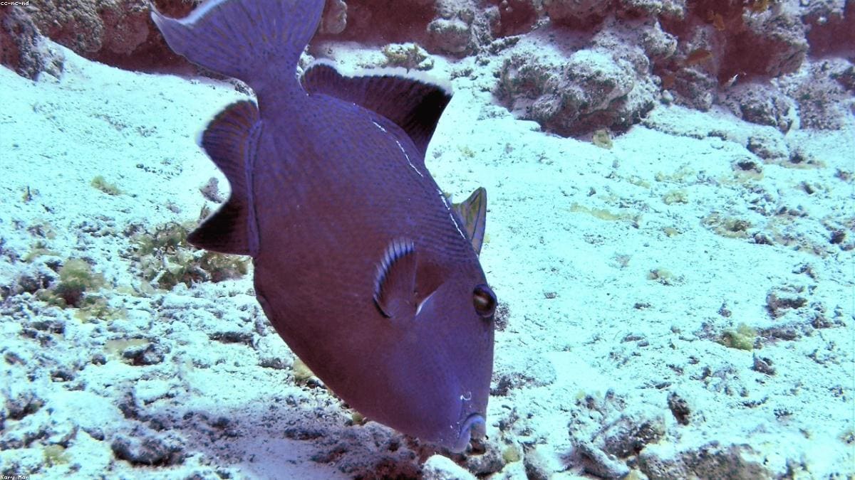 Красное море: Где находится регион и кому он подходит