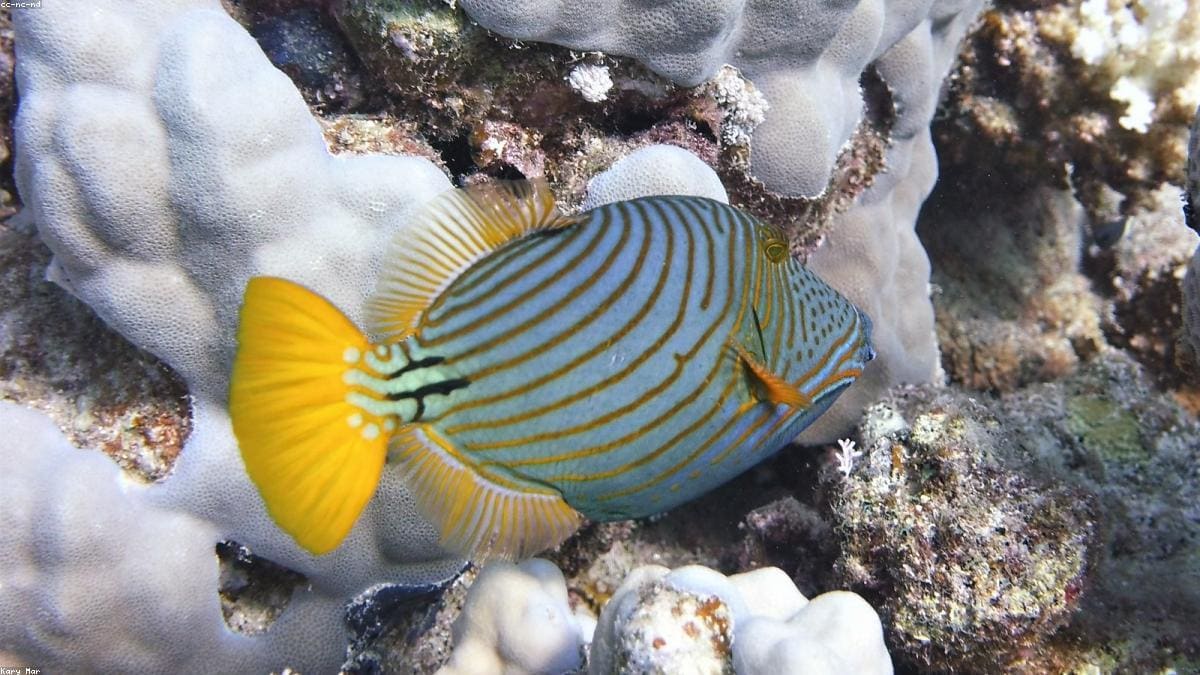 Красное море: Туристические зоны и базы ночевок