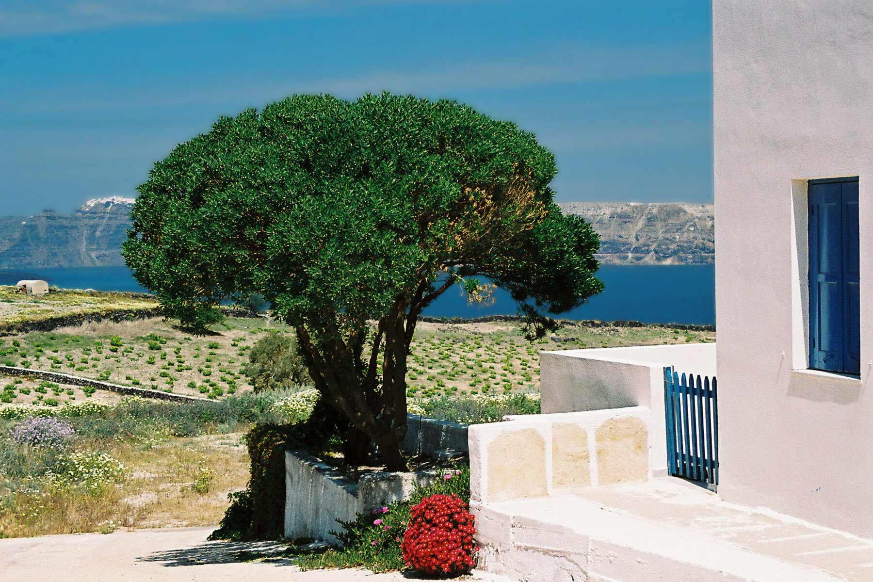Santorini vineyards и volcanic wine