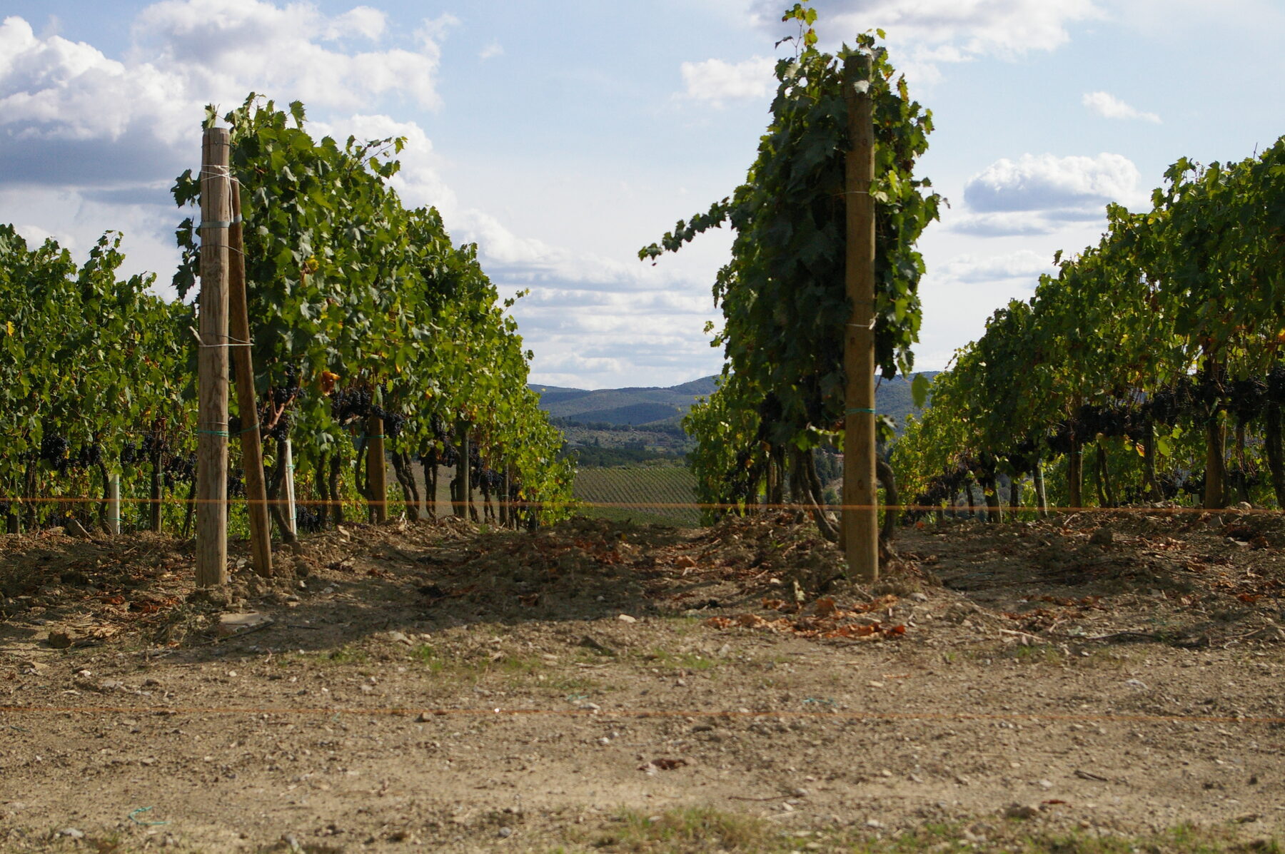 Chianti vineyards для выезда из Florence