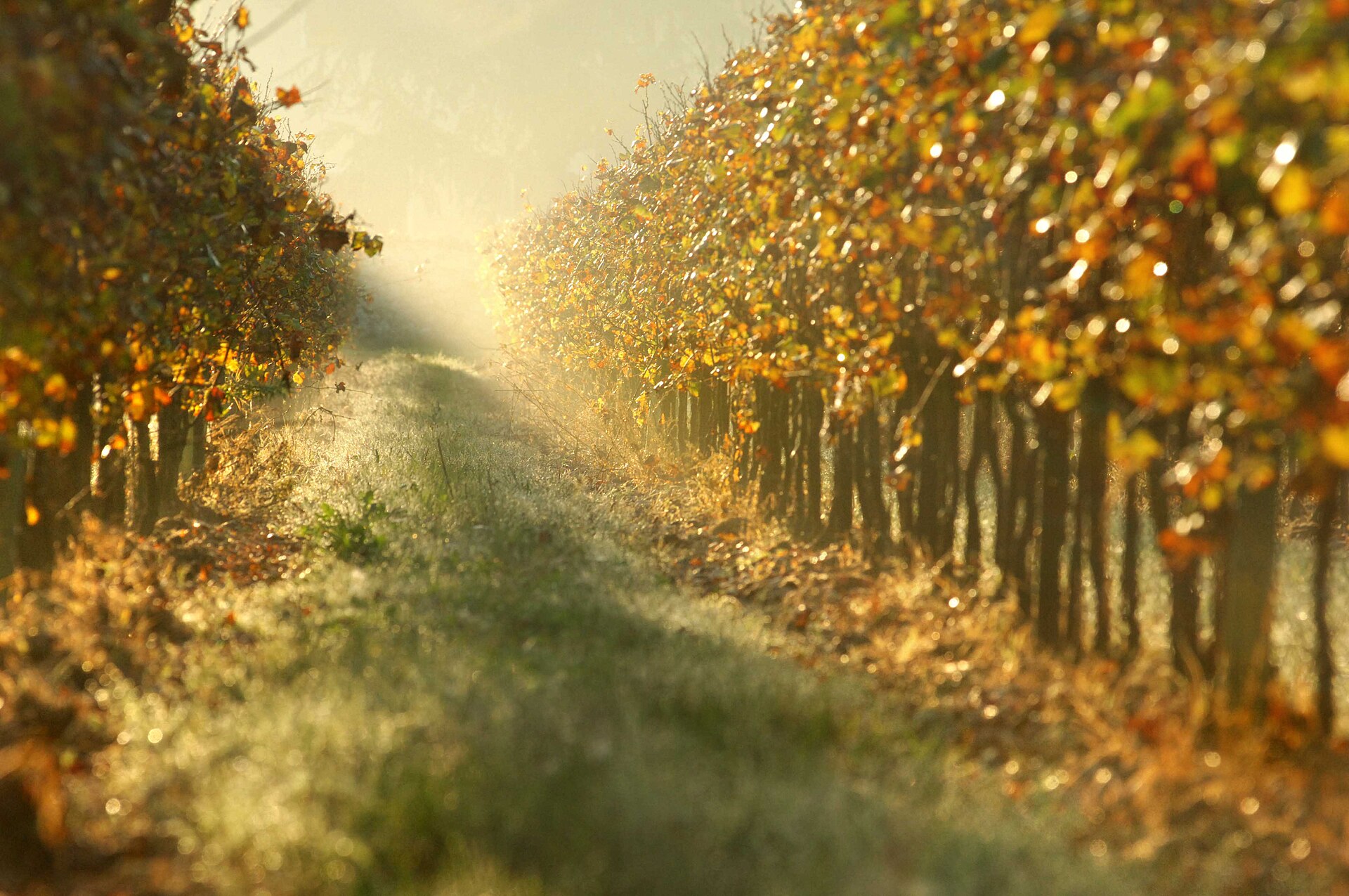 Franciacorta vineyards для винного выезда