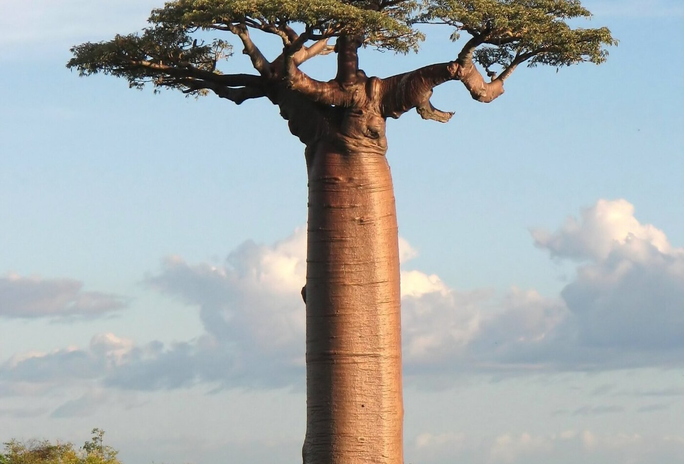 Madagascar/Ethiopia rules and безопасность
