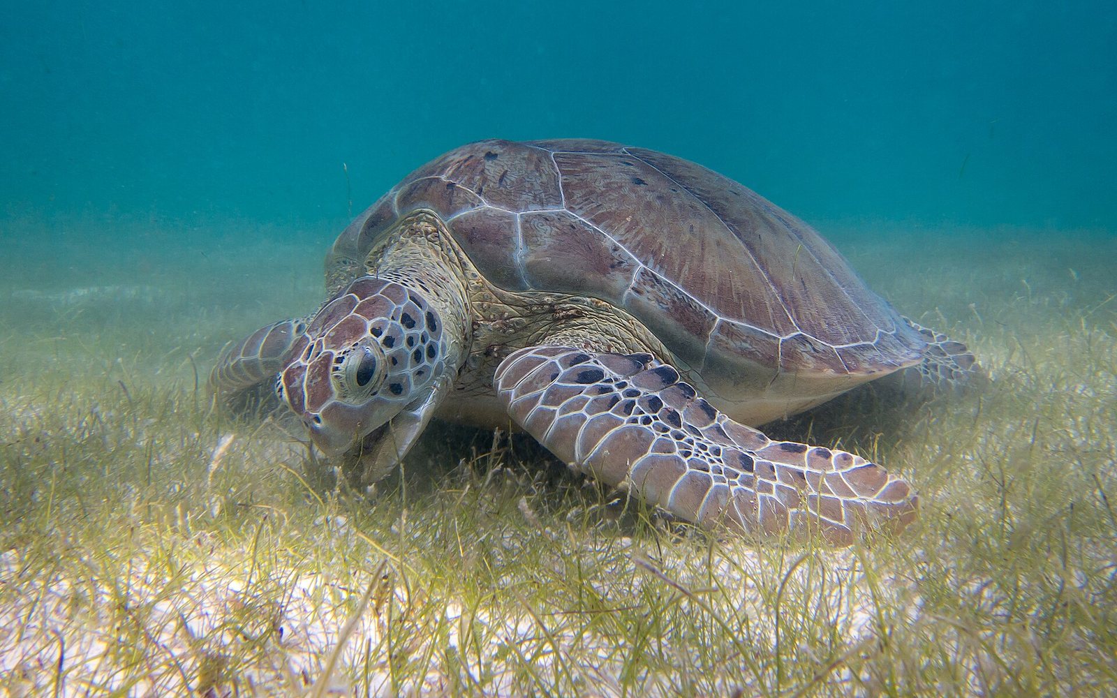 Akumal и морские черепахи