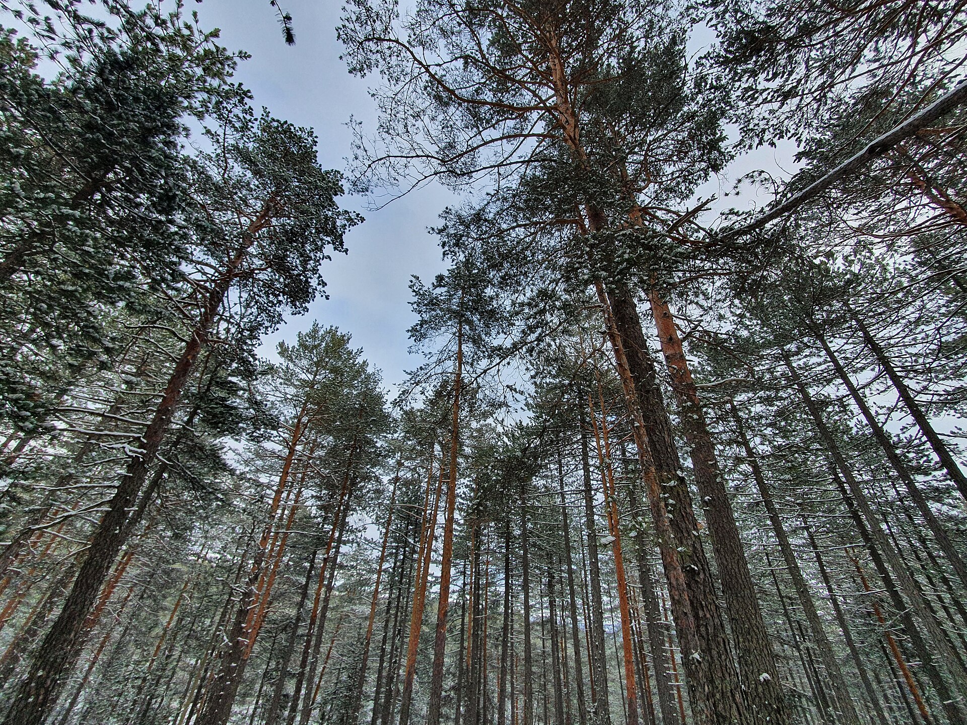 Tara Forest, Сербия